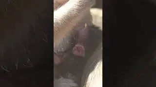 Wildlife monkeys in Amber troop 💕🐒😍💕💕😍🐒💕  #animalmonkey