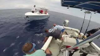 Guy Harvey Ocean Foundation