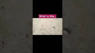 #insects #animal#shorts #reels #short #shortvideo #instagram