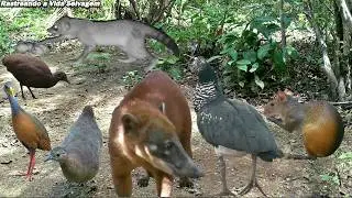 Cutia, Anhuma, Cervo, Juritis, Jaó, Sururina, Inhambu, Paca, Tatus, Caititu, Gato-Maracajá, Avoante
