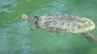 Turtle swimming - new version, new age/ambient sound from Akai MPC Key 37