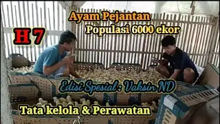 Merawat Ayam Pejantan dari kecil hingga siap panen I Vaksin ND Ayam Pejantan I Day 7