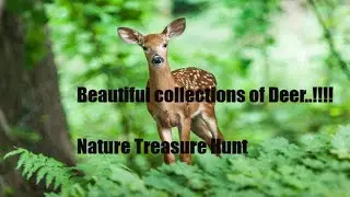 Beautiful Deer | Most Funny and Cute Deer Videos Compilation | A Heard of Deer |Nature Treasure hunt