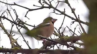 Grosbec casse-noyaux (Coccothraustes coccothraustes) - Hawfinch