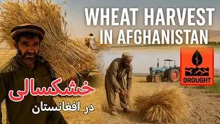 Wheat Harvest in Afghanistan 🇦🇫 | Farmers Struggle with Drought in 2025 | Village life | افغانستان