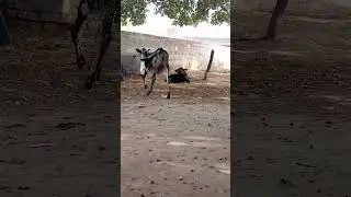 Cholistani cow baby please subscribe my channel and share comment