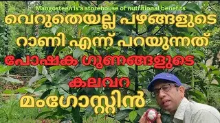 മംഗോസ്റ്റിൻ പഴം പോഷകഗുണങ്ങളാൽ സമ്പന്നം #mangosteen#tropical plants #fruit plants #nutrition