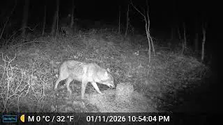 Coyote eating the deer block cam 4