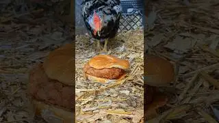 Do Chickens Eat a Chick-fil-A Sandwich? (Backyard Treat Test)