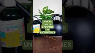Are you an over or underwaterer? 💦 #wateringplants #wateringtips #plantcare #shorts