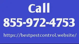 Wildlife Removal New York NY 10001