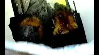 Rescuing 2 flying-foxes from a swimming pool enclosure:  Tasma and Van Diemen