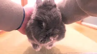 一瞬で飼い主をフった女子うさぎ【No.1839】