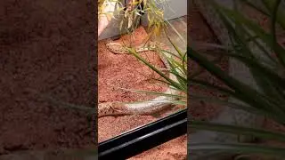 Pharoah perfect snake shed