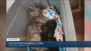 Paws for Pets: Butterfinger, a cuddly & confident, yet independent girl