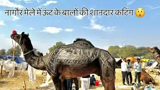 नागौर मेले में ऊंट के बालों की शानदार कटिंग 😲 | Amazing Camel Hair Design