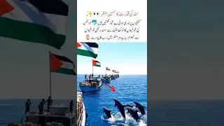 A beautiful scene of God's power that touched the he art#dolphin#godmessage #trending#viralvideo#new
