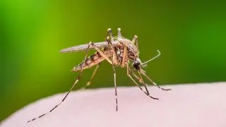 NH identifies first positive test for Jamestown Canyon Virus in 2023