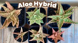 Aloe Hybrids| Unique Varieties ❤⭐ | Collection