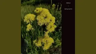 Spring Equinox