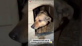 W Sobolewie bała się wyjść z budy 🐶😭 #dog #dioz #help #shorts