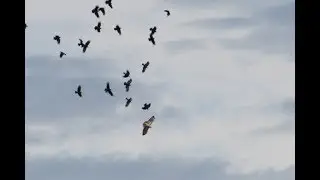 Large Hawks Flying Together