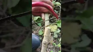 Learn Tree Cutting Properly #shorts