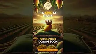 Multani Mangoes are almost here! | The King Returns!  #multanimangoes