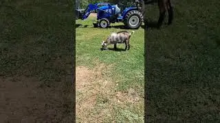 #fyptiktok #fypシ #fypシ゚viral #fyp #buck #goat #goatvideos #petsoftiktok #petsofinstagram #petsofyou
