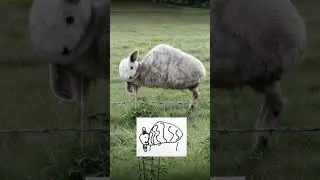 Рисунки, воспроизведенные в реальной жизни #смешные #шорты
