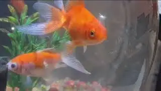 Gold Fish Bowl,#goldfish,#goldfishbowl,#goldfishtank,#goldfishaquarium,#aquariumfish