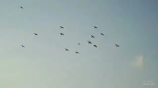 Shotkam Hunting season 2022 Malta