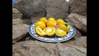 Семена томатов сорта Dwarf Amber Colored продаются на Bounty Hunter Seeds.com