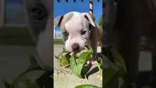 Com Voc&ecirc;s: Luna 🤩💜 #maoriblue #americanbully