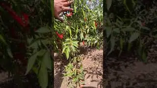 BASF Armour chilli. Good Hybrid. #Armour chilli # Armor mirchi