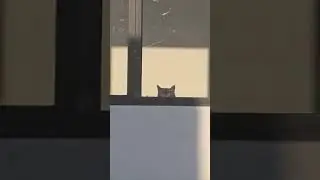 Spying Cats |What Are This Dudes Looking At | #cat  #funny #viralvideo
