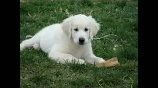 Four Fabulous puppies at Snow Angel Retrievers