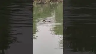 Bird Tries to Commit Suicide With Fork