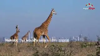 Local Pros prepare for the Magical Kenya Open & Savannah Classic Golf Tournaments