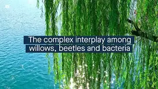 Insect-damaged willows can use entomopathogenic bacteria to boost defenses against further attacks