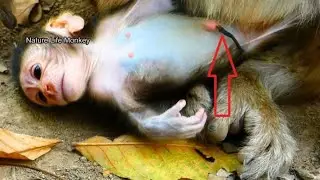 OMG Why Mom put newborn baby Brighten on land like this, Very gorgeous baby Brighten full milk