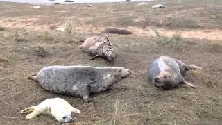 Mother Seal protects pup at Donna Nook November 2014