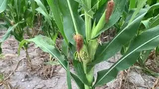 CORN IS ATTACKED BY SQUIRRELS AND RATS