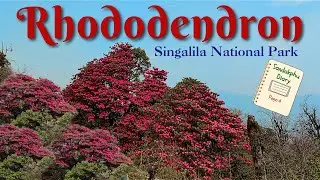 rhododendron flower plant | singalila national park | sandakphu diary page-4 | offbeat north bengal