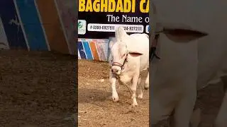 bhaag gia || maweshi mandi #cattlefarm #cow #animals