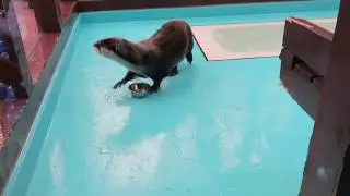 #10 Dec 2016 Otter at Ise Sea Paradise, Mie, Japan