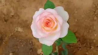 Jumelia Dutch Rose//cut flower variety//exhibition variety🌹🥰#baghwanbagichareengus #rose #rajasthan