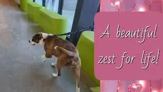 MEET BLISS AT KC PET PROJECT