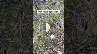 Leaf or Moth? Amazing Camouflage in Michigan 🍂🦋 #moths #insects #camouflage #natureshorts #bugs