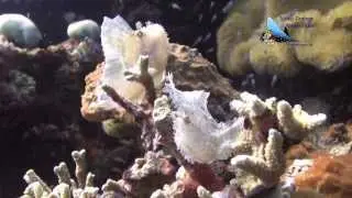 Diving at Menjangan